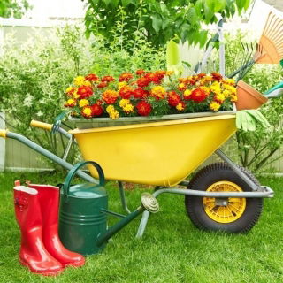 Aksamitka rozpierzchła - zestaw 3 odmian nasion