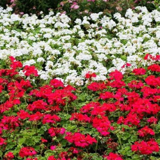 Pelargonia biała i czerwona - zestaw 2 odmian nasion kwiatów