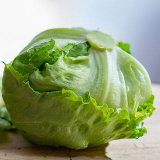 Sałata Ice Queen - lodowa - NA TAŚMIE