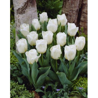 Tulipan niski biały - Greigii white - 5 szt.