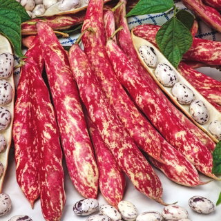 Fasola Flambo - szparagowa, nakrapiana