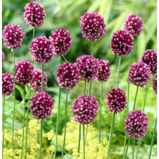 Czosnek kulisty - Allium rotundum - 3 szt.