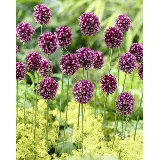 Czosnek kulisty - Allium rotundum - 3 szt.