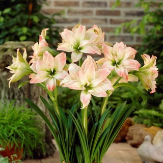Hipeastrum - Amarylis - Aphrodite