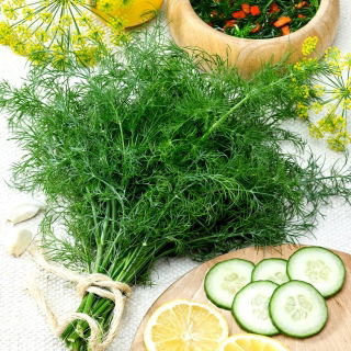 Koper ogrodowy Kozak - bardzo aromatyczny