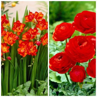 Red Harmony - zestaw 2 gatunków roślin w kolorze czerwonym - 100 szt.