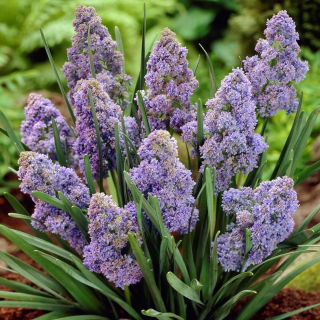 Szafirek Muscari Fantasy Creation - op. 10 szt.
