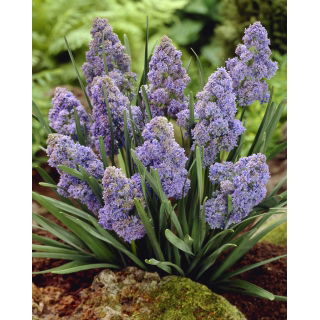 Szafirek Muscari Fantasy Creation - op. 10 szt.
