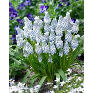Szafirek Muscari Peppermint - op. 10 szt.