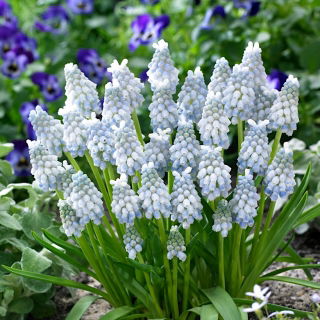 Szafirek Muscari Peppermint - op. 10 szt.