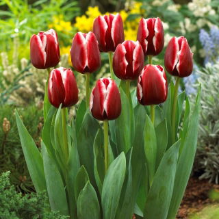 Tulipan Armani - opak. 5 szt.
