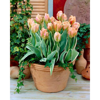 Tulipan China Town - opak. 5 szt.