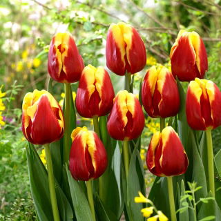 Tulipan Denmark - opak. 5 szt.