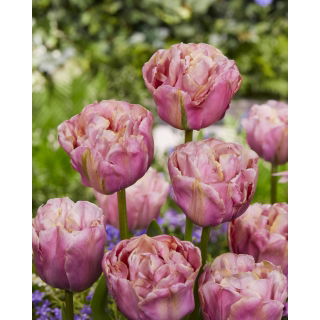 Tulipan Double Peony - pełny - opak. 5 szt.