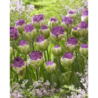 Tulipan Exquisit - lodowy - opak. 5 szt.