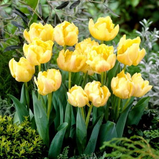 Tulipan Montreux - pełny - opak. 5 szt.