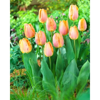Tulipan Salmon Prince - opak. 5 szt.