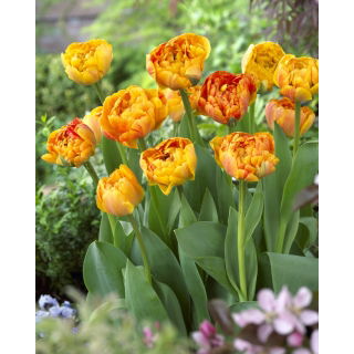 Tulipan Sunlover - opak. 5 szt.