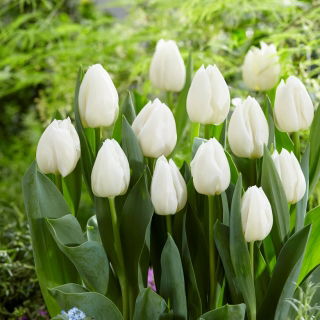 Tulipan White Prince - opak. 5 szt.