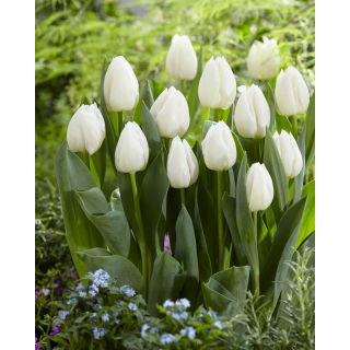 Tulipan White Prince - opak. 5 szt.