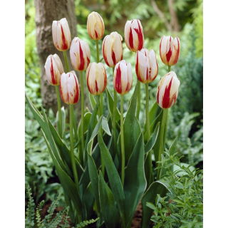 Tulipan Carnaval de Rio - opak. 5 szt.