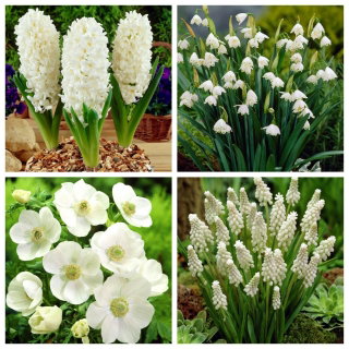 Wiosenna harmonia - zestaw 4 gatunków roślin - 99 szt.