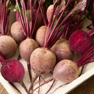 Burak ćwikłowy Betako F1