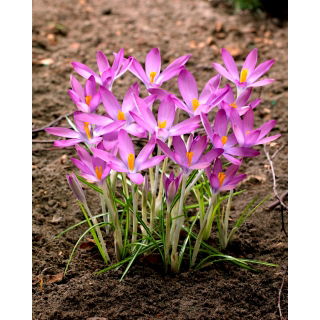 Krokus Roseus - 10 szt.