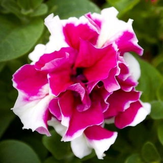 Petunia o kwiatach pełnych Bicola F2