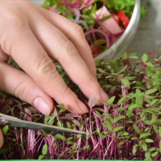 Microgreens - Szarłat czerwony - młode listki o unikalnym smaku