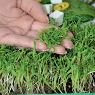 Microgreens - Szpinak - młode listki o unikalnym smaku