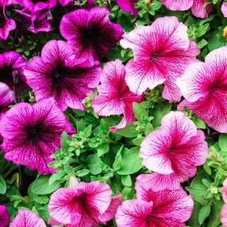 Petunia niska Żyłkowana - mieszanka