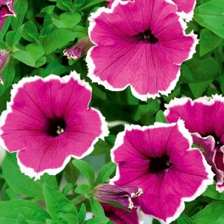 Petunia ogrodowa Iluzja - różowa