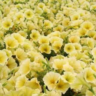 Petunia ogrodowa - Kaskada żółta