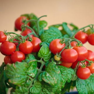 Pomidor Balkoni Red F1 - balkonowy