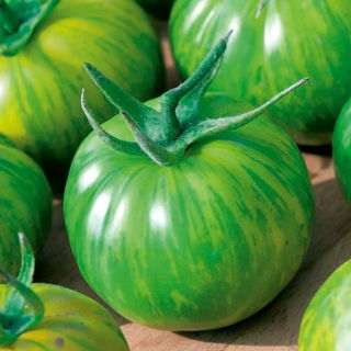 Pomidor Green Zebra - gruntowy wysoki