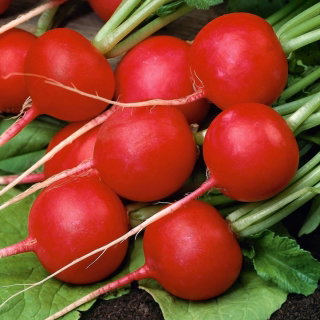 Rzodkiewka Falco - czerwona
