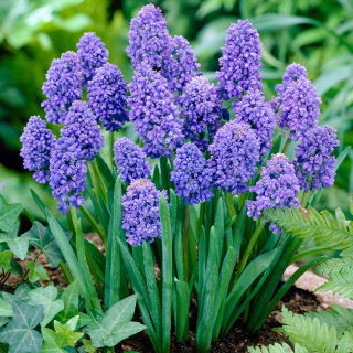 Szafirek Muscari Blue Spike - duża paczka - 100 szt.