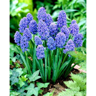 Szafirek Muscari Blue Spike - op. 10 szt.