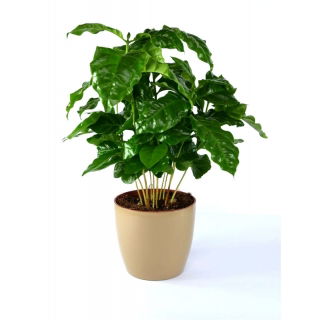Doniczka Coubi Duo śr. 15 cm - Kawowy