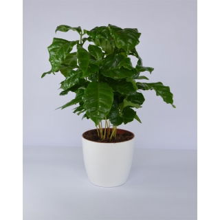 Doniczka Coubi Duo śr. 15 cm - Biała