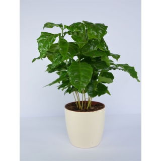 Doniczka Coubi Duo śr. 15 cm - Kremowa