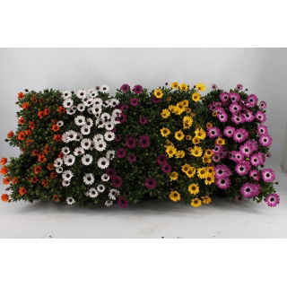Osteospermum w doniczce - stokrotka afrykańska - sadzonka 22 cm