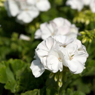 Pelargonia biała