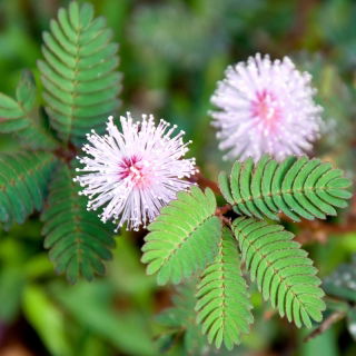 Mimoza