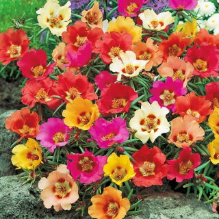 Portulaka