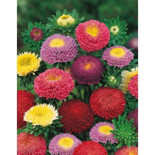 Aster pomponowy - mix kolorów