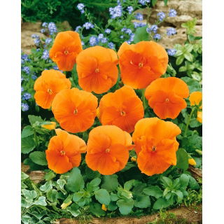 Bratek wielkokwiatowy - pomarańczowy Orange Sun