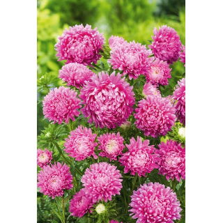 Aster karłowy Milady Rose