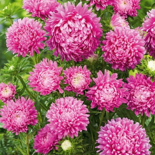 Aster karłowy Milady Rose